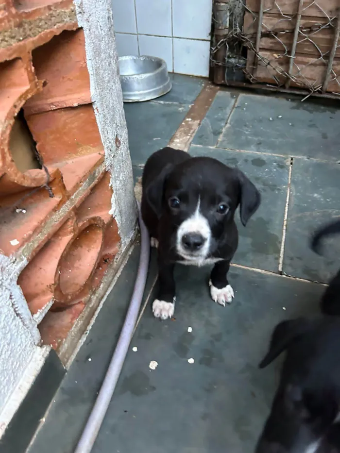 Cachorro ra a SRD idade Abaixo de 2 meses nome Filhotes com 45 dias