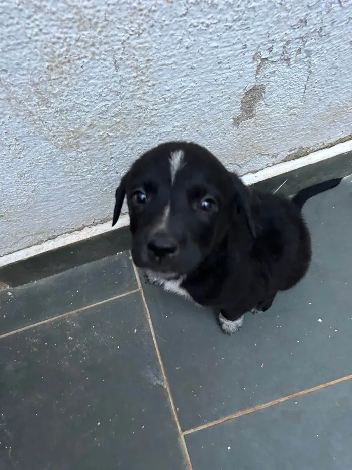 Cachorro ra a SRD idade Abaixo de 2 meses nome Filhotes com 45 dias