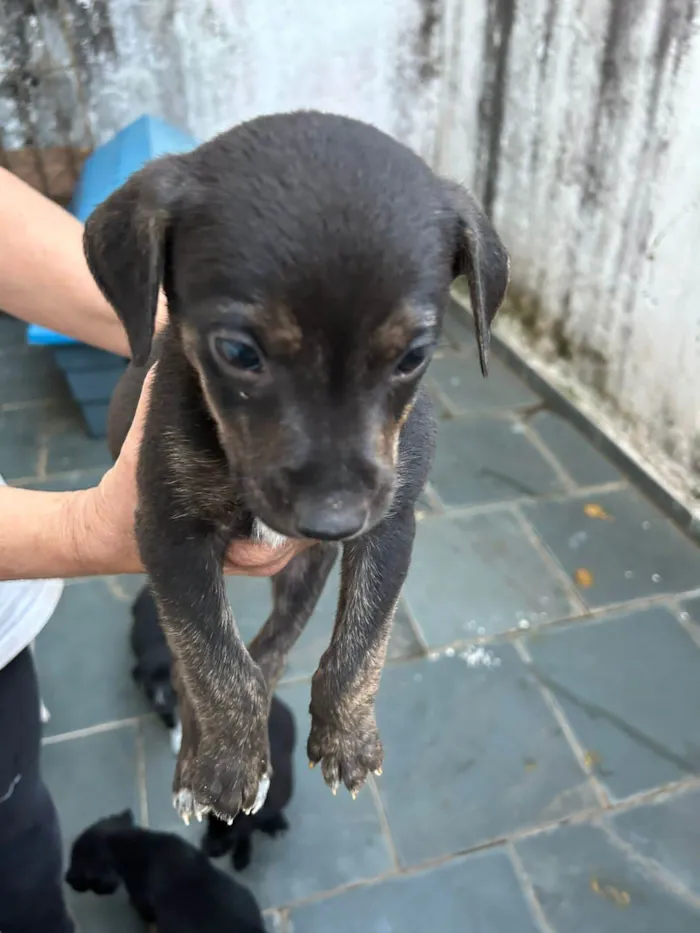Cachorro ra a SRD idade Abaixo de 2 meses nome Filhotes com 45 dias