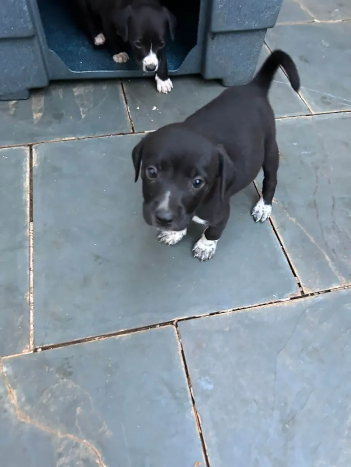 Cachorro ra a SRD idade Abaixo de 2 meses nome Filhotes com 45 dias
