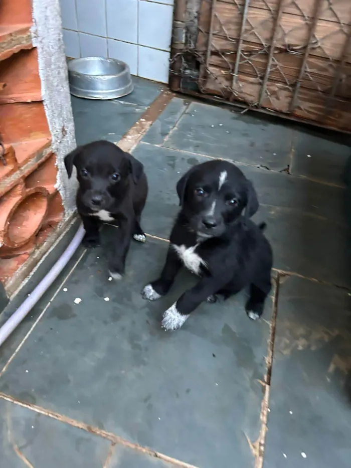 Cachorro ra a SRD idade Abaixo de 2 meses nome Filhotes com 45 dias