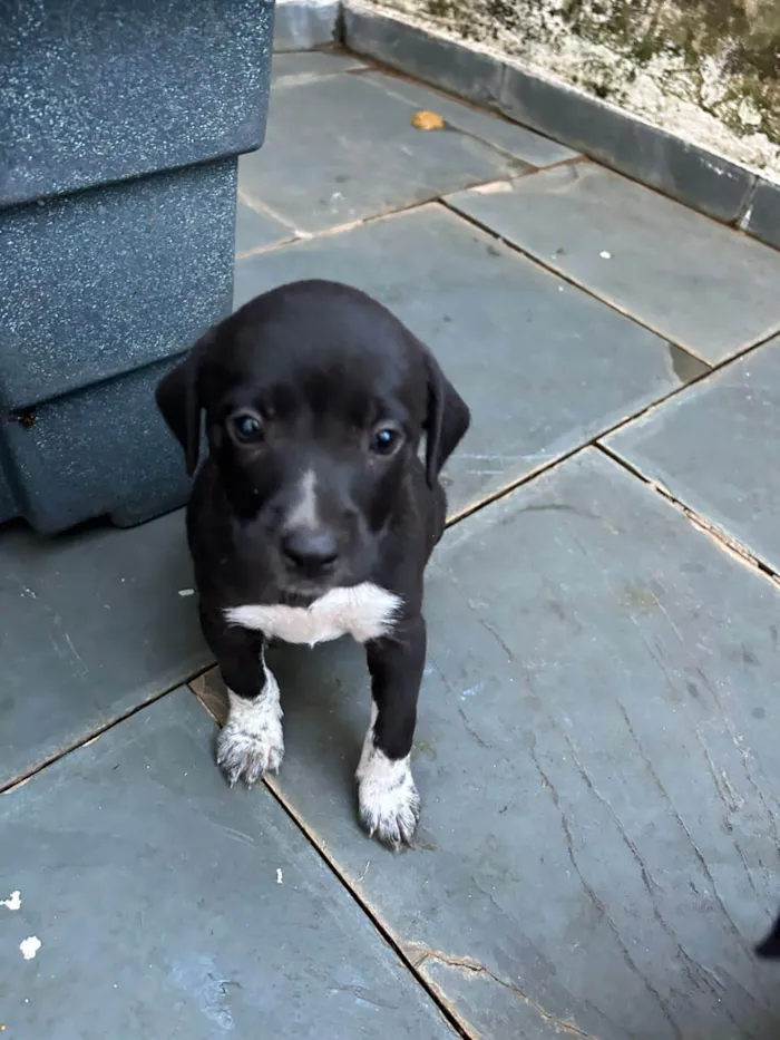 Cachorro ra a SRD idade Abaixo de 2 meses nome Filhotes com 45 dias