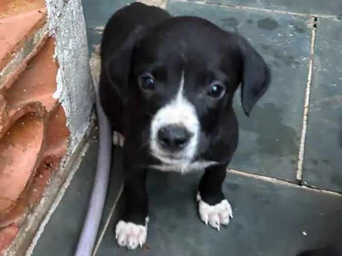 Cachorro ra a SRD idade Abaixo de 2 meses nome Filhotes com 45 dias