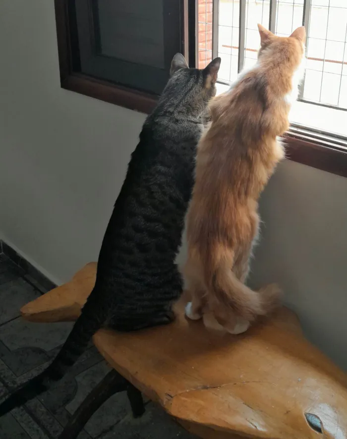Gato ra a Srd idade 1 ano nome Aderbal & Onofre