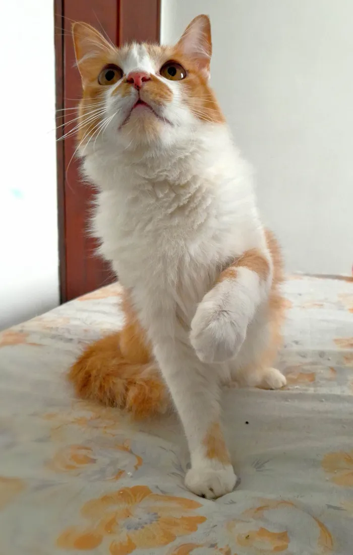 Gato ra a Srd idade 1 ano nome Aderbal & Onofre