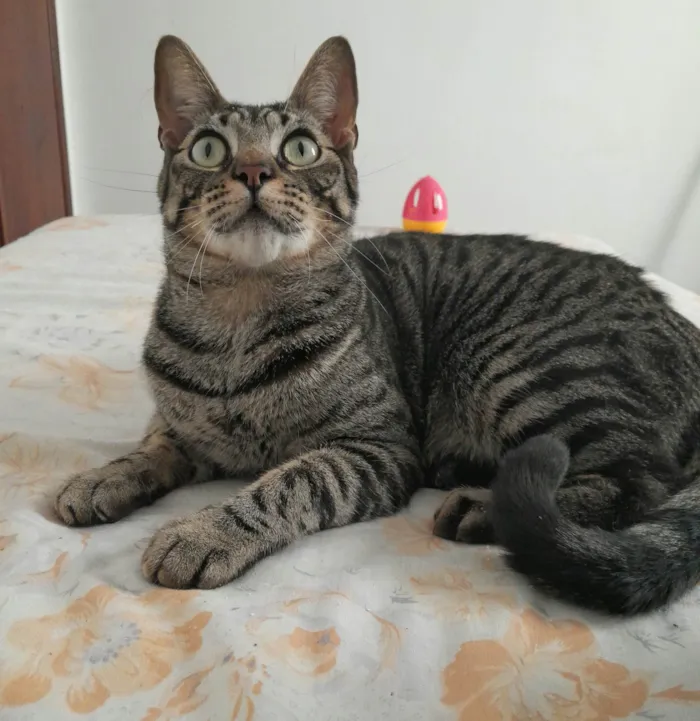 Gato ra a Srd idade 1 ano nome Aderbal & Onofre