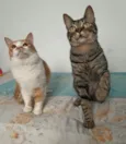 Aderbal & Onofre