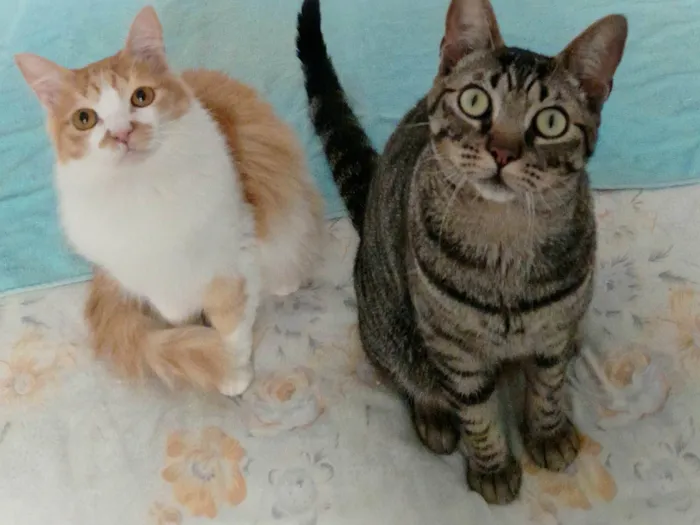 Gato ra a Srd idade 1 ano nome Aderbal & Onofre