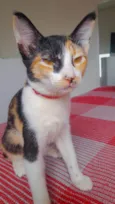 Jasmine