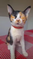 Jasmine