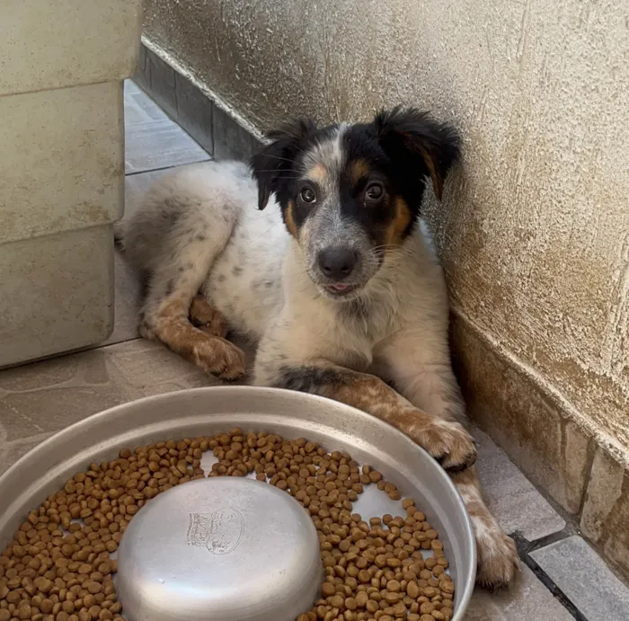Cachorro ra a Mix Burriler idade 2 a 6 meses nome Bethânia