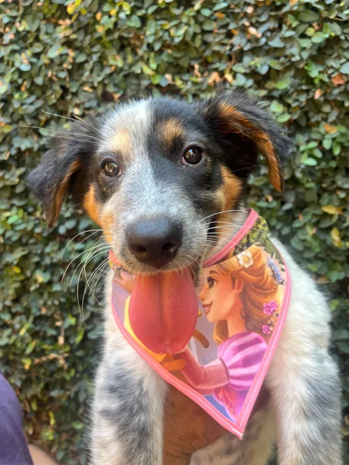 Cachorro ra a Mix Burriler idade 2 a 6 meses nome Bethânia