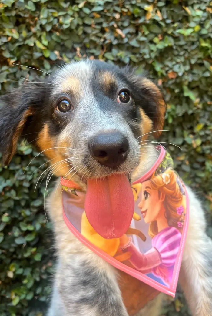 Cachorro ra a Mix Burriler idade 2 a 6 meses nome Bethânia
