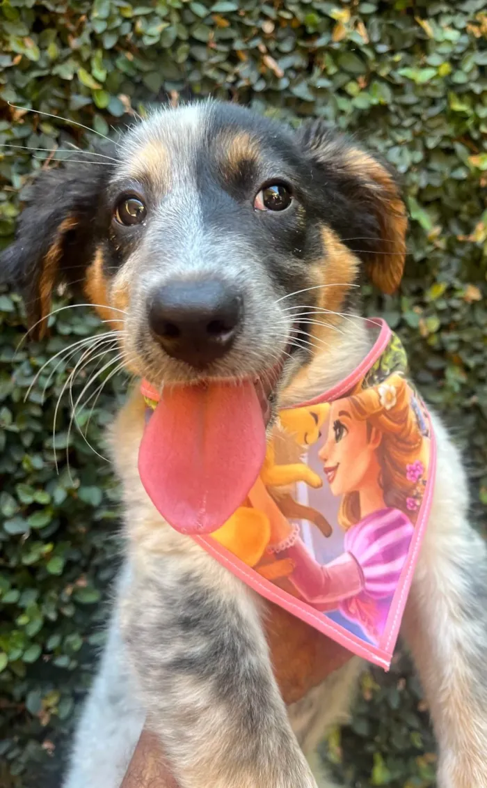 Cachorro ra a Mix Burriler idade 2 a 6 meses nome Bethânia