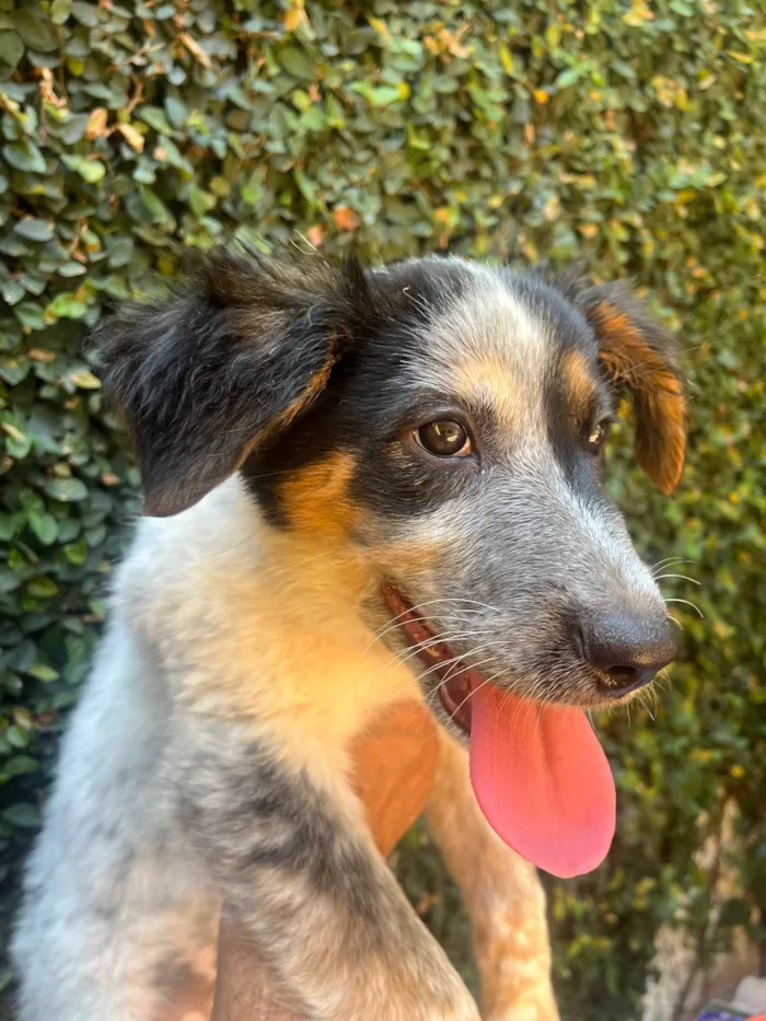 Cachorro ra a Mix Burriler idade 2 a 6 meses nome Bethânia