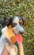 Bethânia
