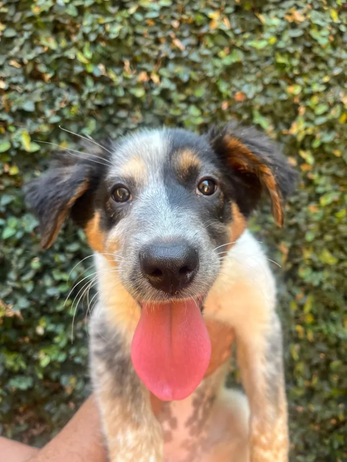 Cachorro ra a Mix Burriler idade 2 a 6 meses nome Bethânia
