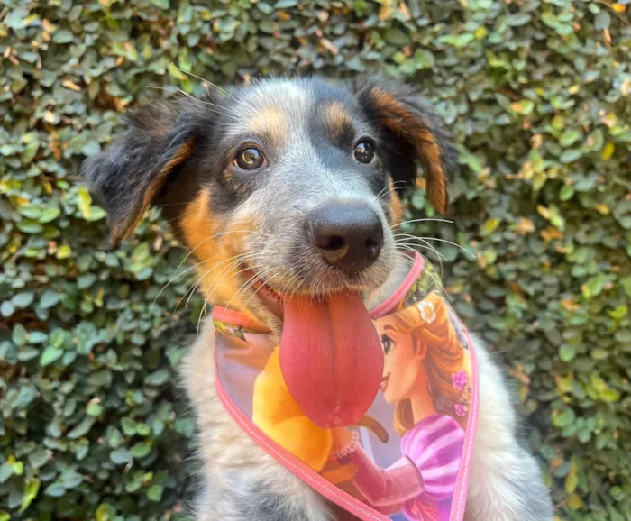 Cachorro ra a Mix Burriler idade 2 a 6 meses nome Bethânia