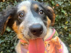 Cachorro raça Mix Burriler idade 2 a 6 meses nome Bethânia