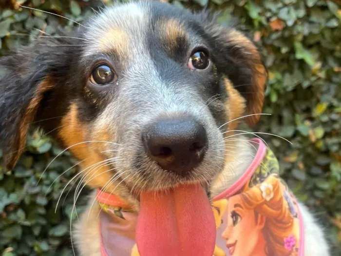 Cachorro ra a Mix Burriler idade 2 a 6 meses nome Bethânia