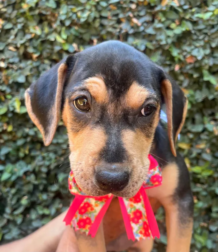 Cachorro ra a SRD-ViraLata idade 2 a 6 meses nome Gal Costa