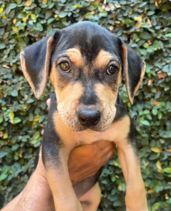 Cachorro ra a SRD-ViraLata idade 2 a 6 meses nome Gal Costa