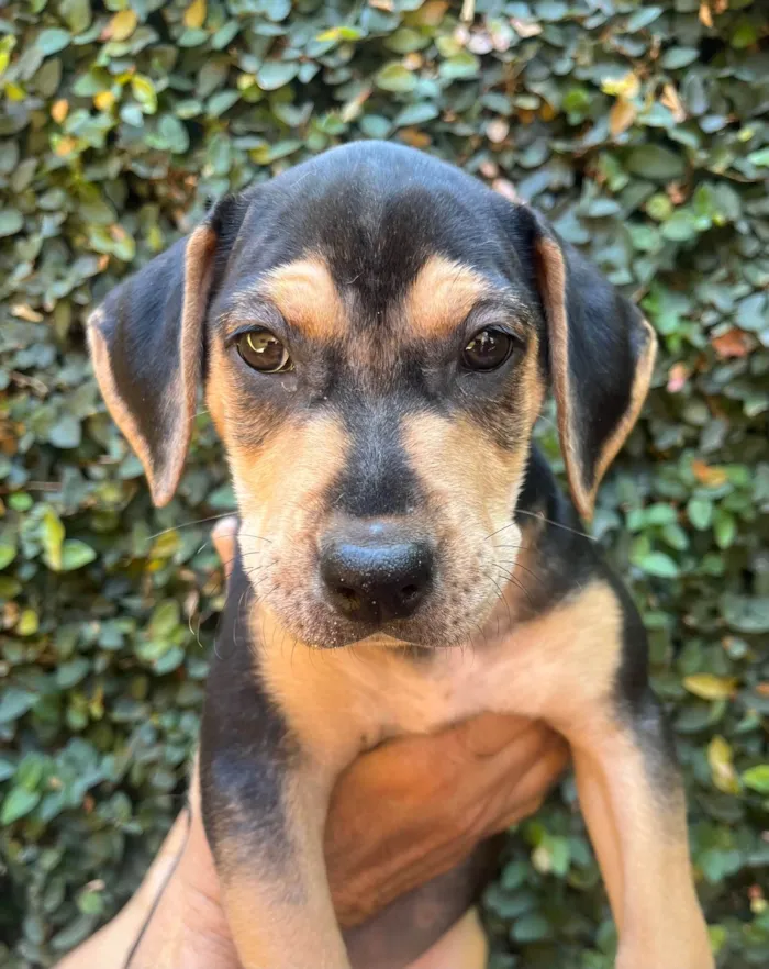 Cachorro ra a SRD-ViraLata idade 2 a 6 meses nome Gal Costa