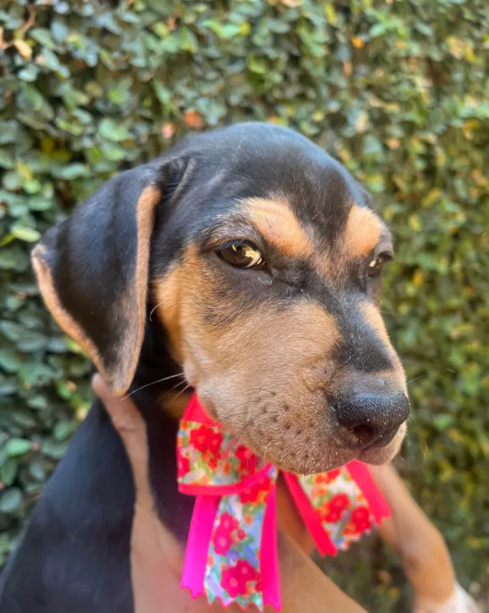 Cachorro ra a SRD-ViraLata idade 2 a 6 meses nome Gal Costa