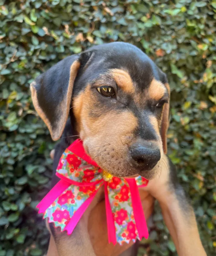 Cachorro ra a SRD-ViraLata idade 2 a 6 meses nome Gal Costa