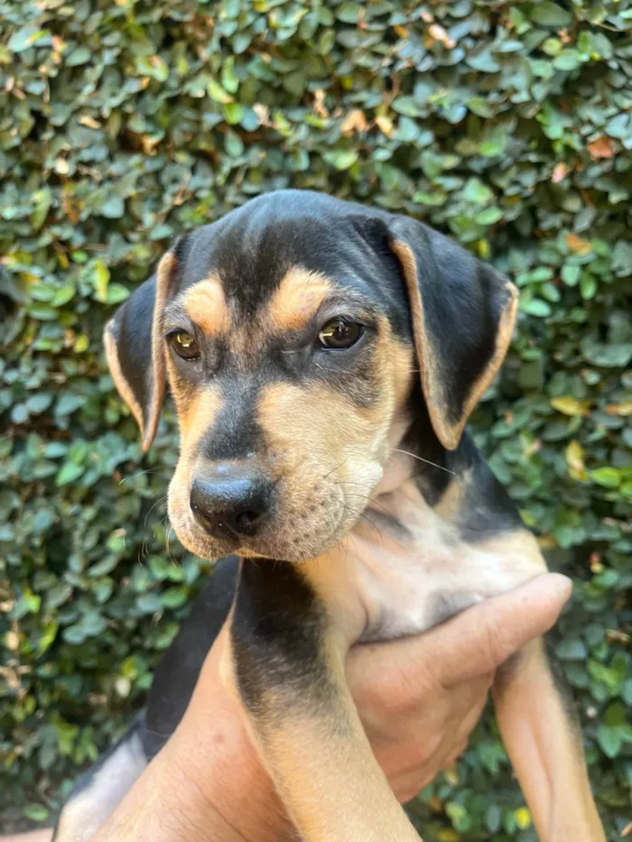 Cachorro ra a SRD-ViraLata idade 2 a 6 meses nome Gal Costa