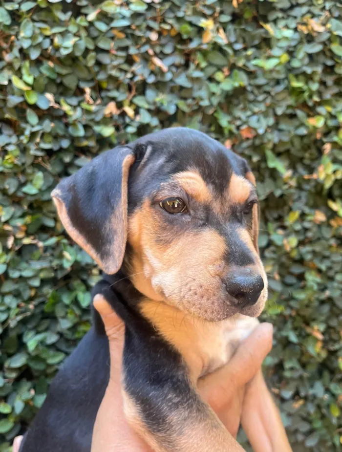 Cachorro ra a SRD-ViraLata idade 2 a 6 meses nome Gal Costa