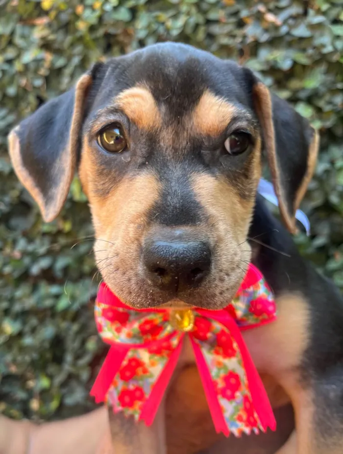 Cachorro ra a SRD-ViraLata idade 2 a 6 meses nome Gal Costa