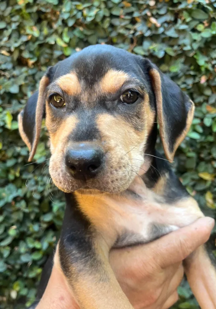 Cachorro ra a SRD-ViraLata idade 2 a 6 meses nome Gal Costa