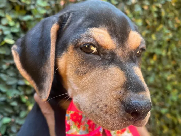 Cachorro ra a SRD-ViraLata idade 2 a 6 meses nome Gal Costa