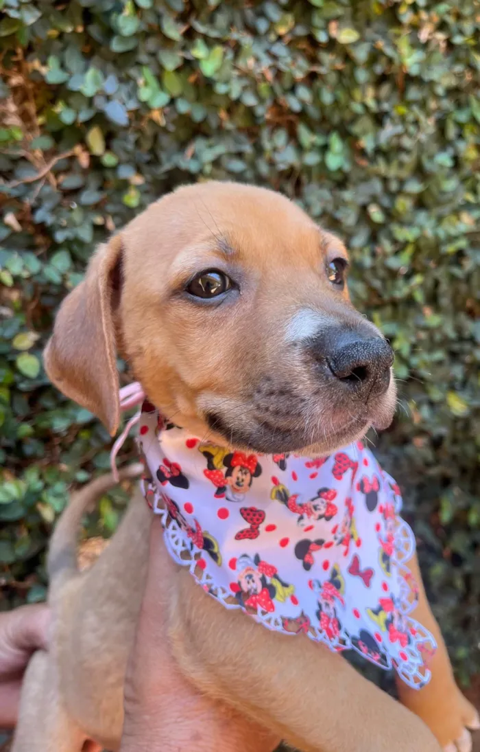 Cachorro ra a SRD-ViraLata idade 2 a 6 meses nome Elba Ramalho
