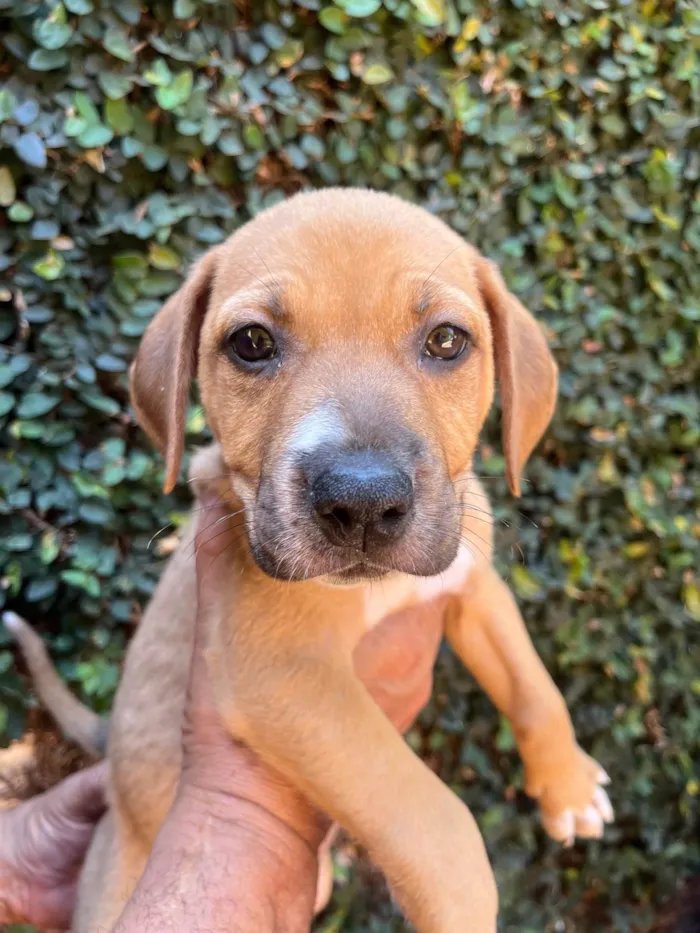 Cachorro ra a SRD-ViraLata idade 2 a 6 meses nome Elba Ramalho