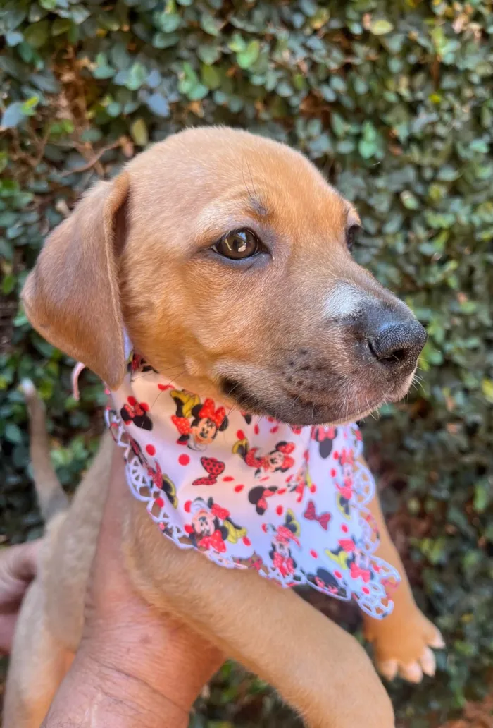 Cachorro ra a SRD-ViraLata idade 2 a 6 meses nome Elba Ramalho