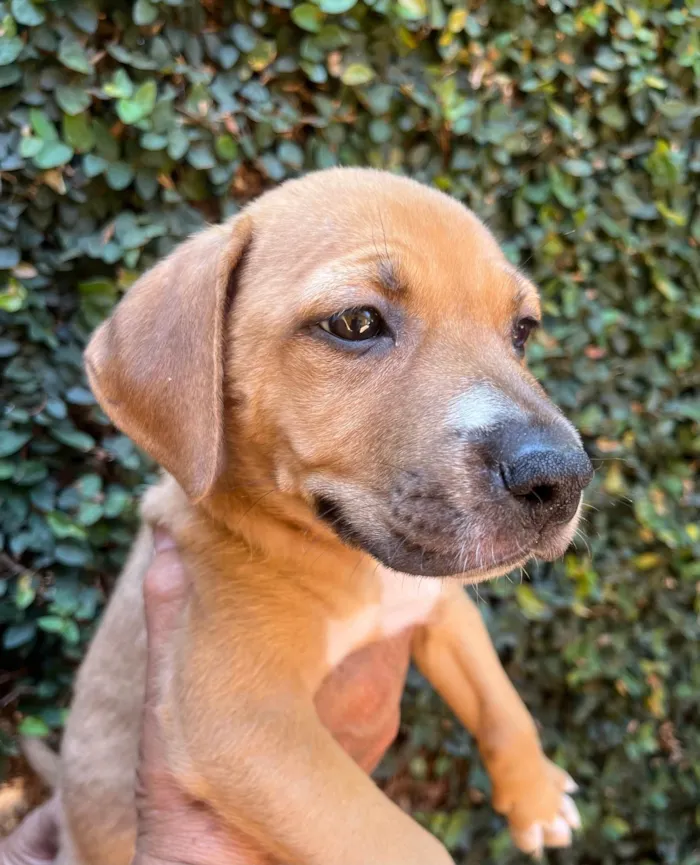 Cachorro ra a SRD-ViraLata idade 2 a 6 meses nome Elba Ramalho