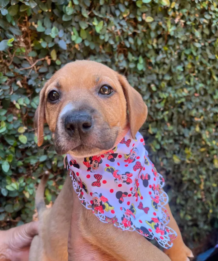 Cachorro ra a SRD-ViraLata idade 2 a 6 meses nome Elba Ramalho