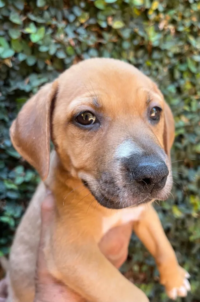 Cachorro ra a SRD-ViraLata idade 2 a 6 meses nome Elba Ramalho