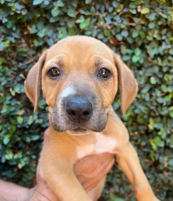 Cachorro ra a SRD-ViraLata idade 2 a 6 meses nome Elba Ramalho