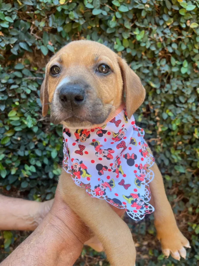 Cachorro ra a SRD-ViraLata idade 2 a 6 meses nome Elba Ramalho
