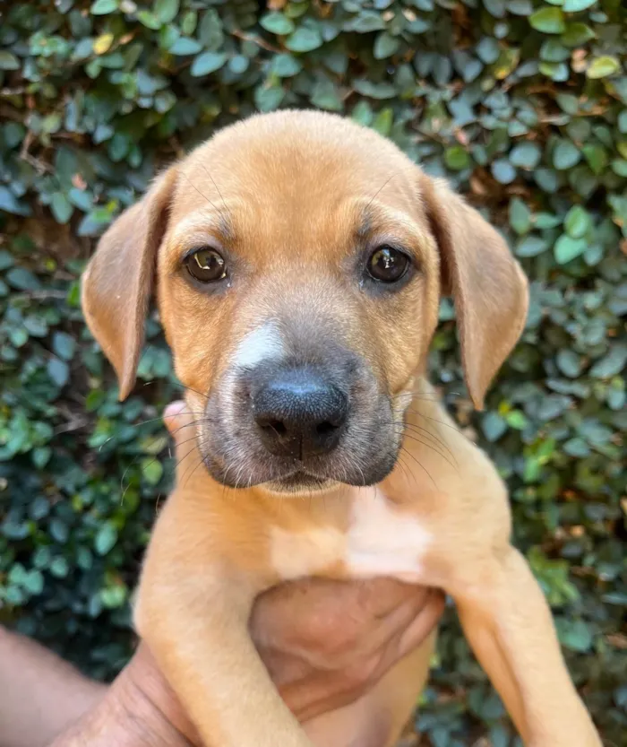 Cachorro ra a SRD-ViraLata idade 2 a 6 meses nome Elba Ramalho