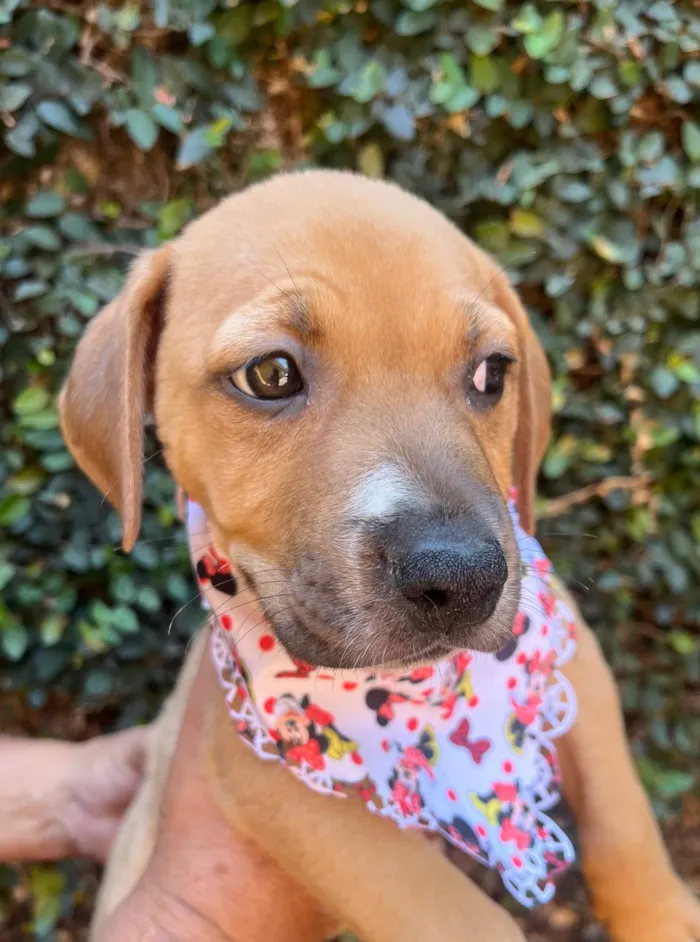 Cachorro ra a SRD-ViraLata idade 2 a 6 meses nome Elba Ramalho