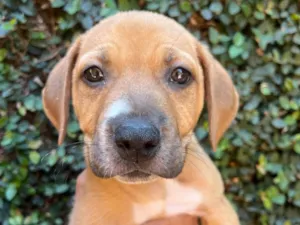 Cachorro raça SRD-ViraLata idade 2 a 6 meses nome Elba Ramalho