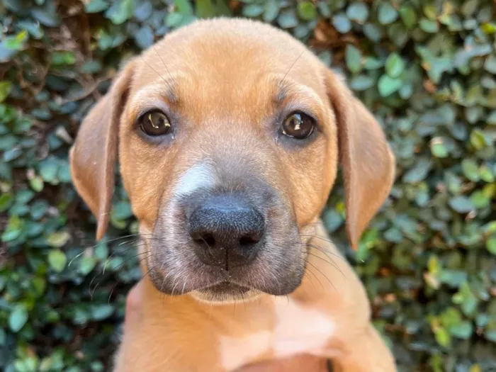 Cachorro ra a SRD-ViraLata idade 2 a 6 meses nome Elba Ramalho