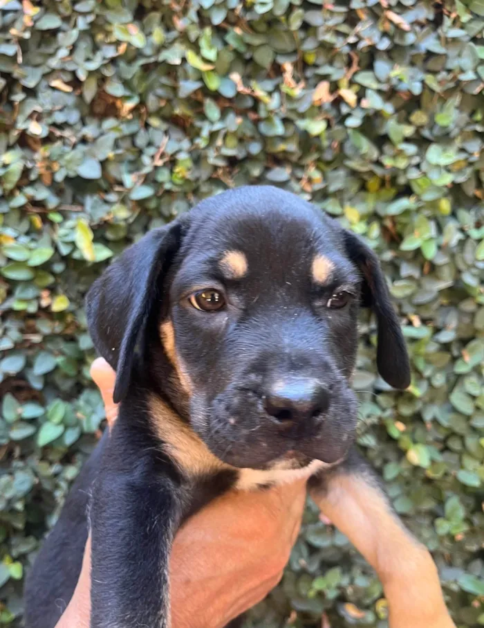 Cachorro ra a SRD-ViraLata idade 2 a 6 meses nome Jorge Ben