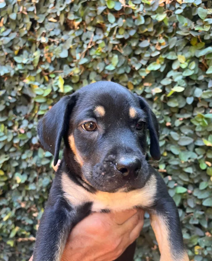 Cachorro ra a SRD-ViraLata idade 2 a 6 meses nome Jorge Ben