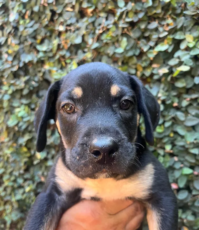 Cachorro ra a SRD-ViraLata idade 2 a 6 meses nome Jorge Ben
