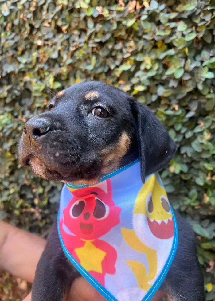 Cachorro ra a SRD-ViraLata idade 2 a 6 meses nome Jorge Ben
